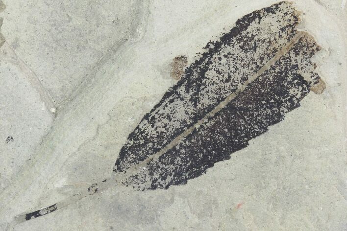 Fossil Leaf (Styrax)- Green River Formation, Utah #99702
